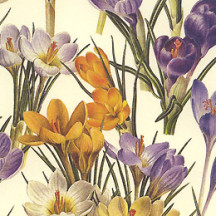Crocus Flowers Italian Paper ~ Leonardo Communication